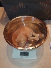 Pups 2 weken bijna 1 kg
